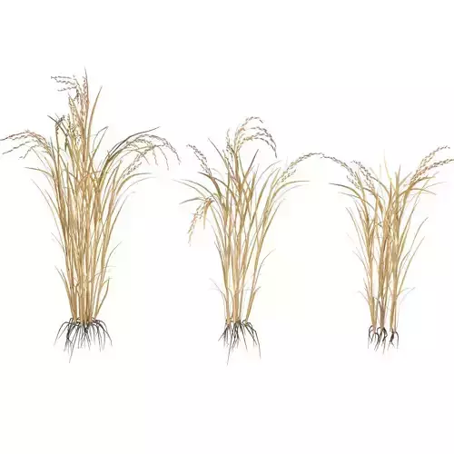 Dry rice bushes Low-poly 3D model