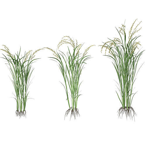 Green rice bushes Low-poly 3D model