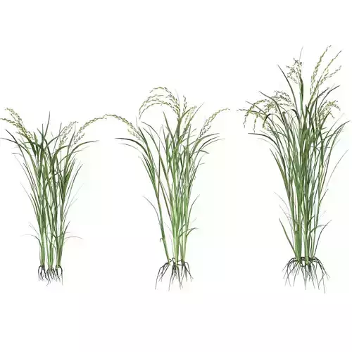 Green rice bushes Low-poly 3D model