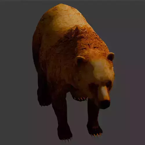 3D Bear 
