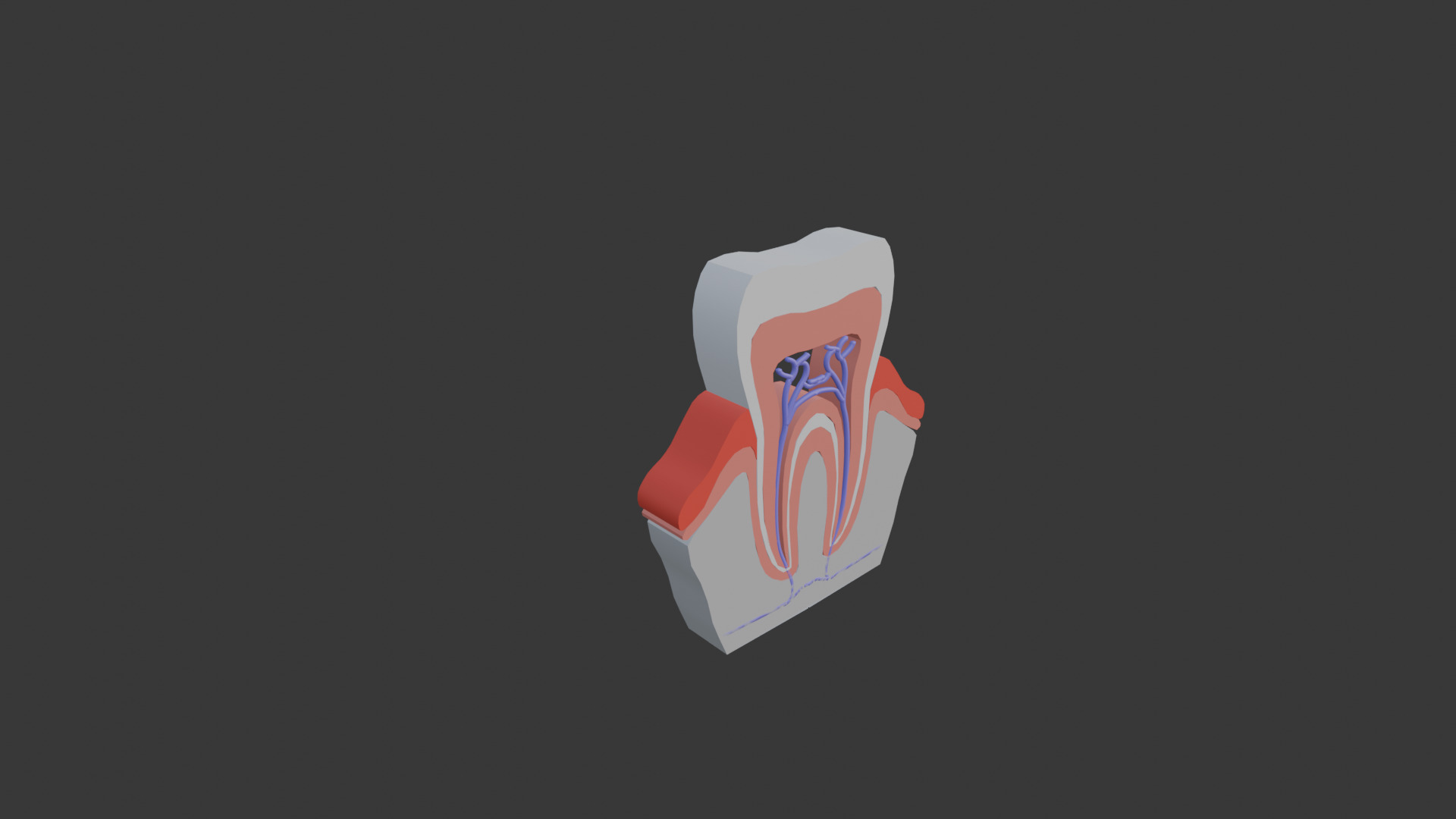 Tooth anatomy model 3D model_1