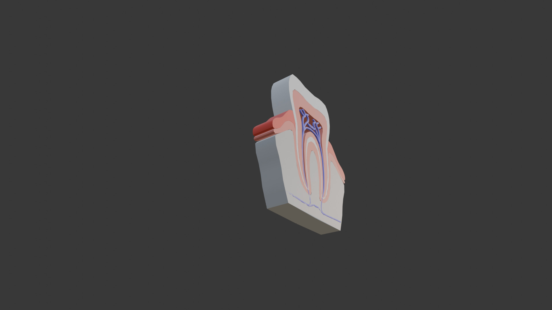 Tooth anatomy model 3D model_6