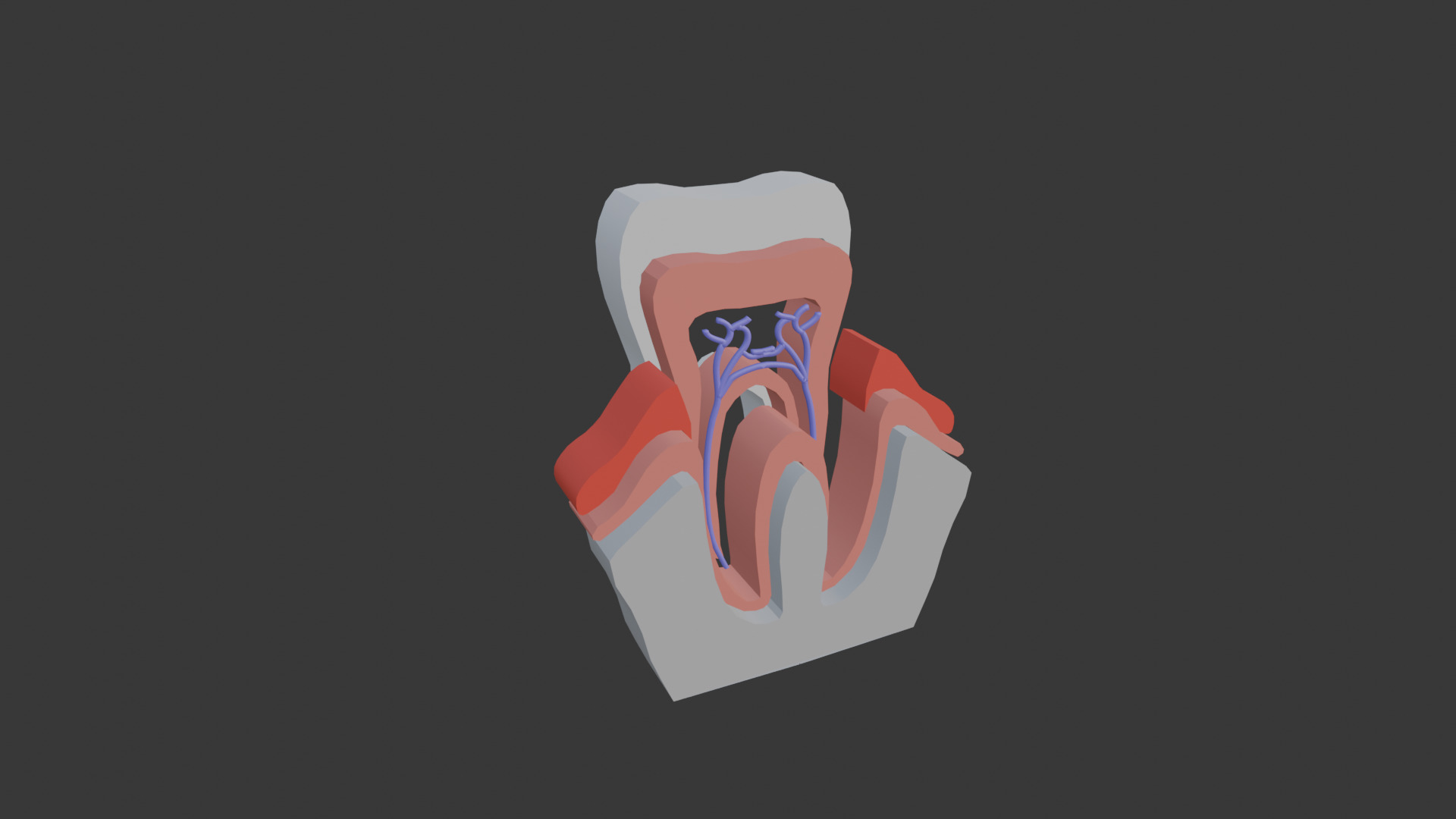 Tooth anatomy model 3D model_2
