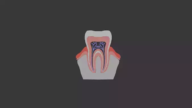 Tooth anatomy model 3D model