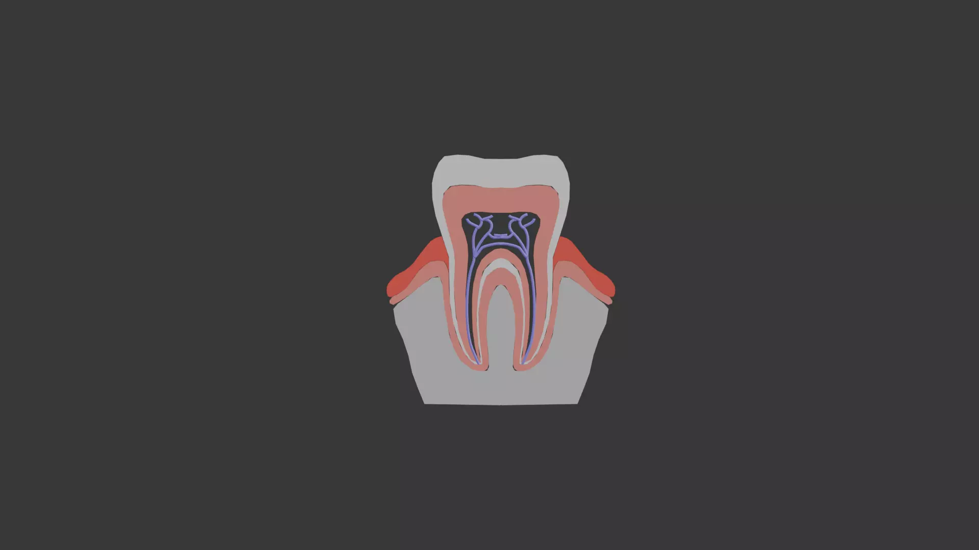 Tooth anatomy model 3D model_0