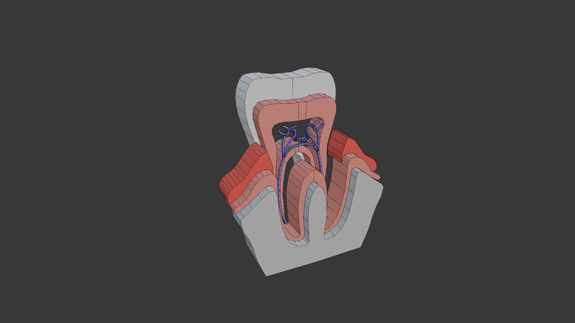 Tooth anatomy model 3D model_3