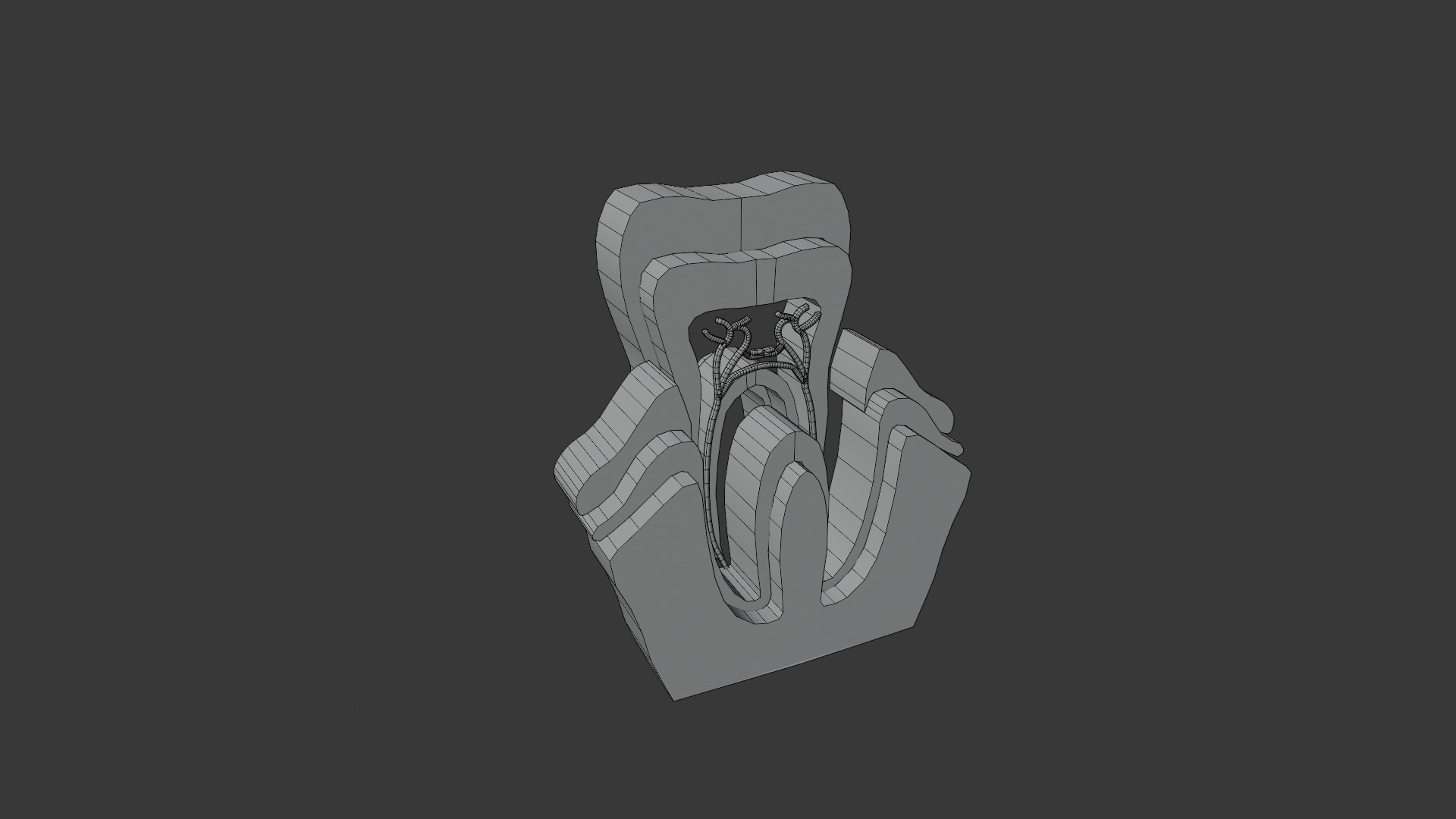 Tooth anatomy model 3D model_4