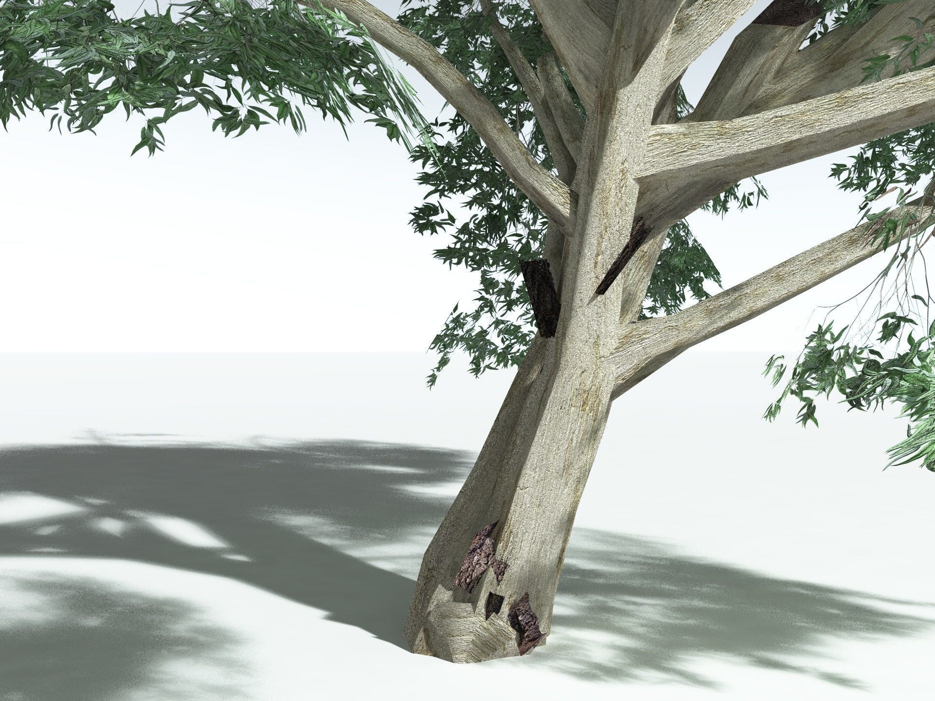 EVERYPlant River Redgum LowPoly Low-poly 3D model_25