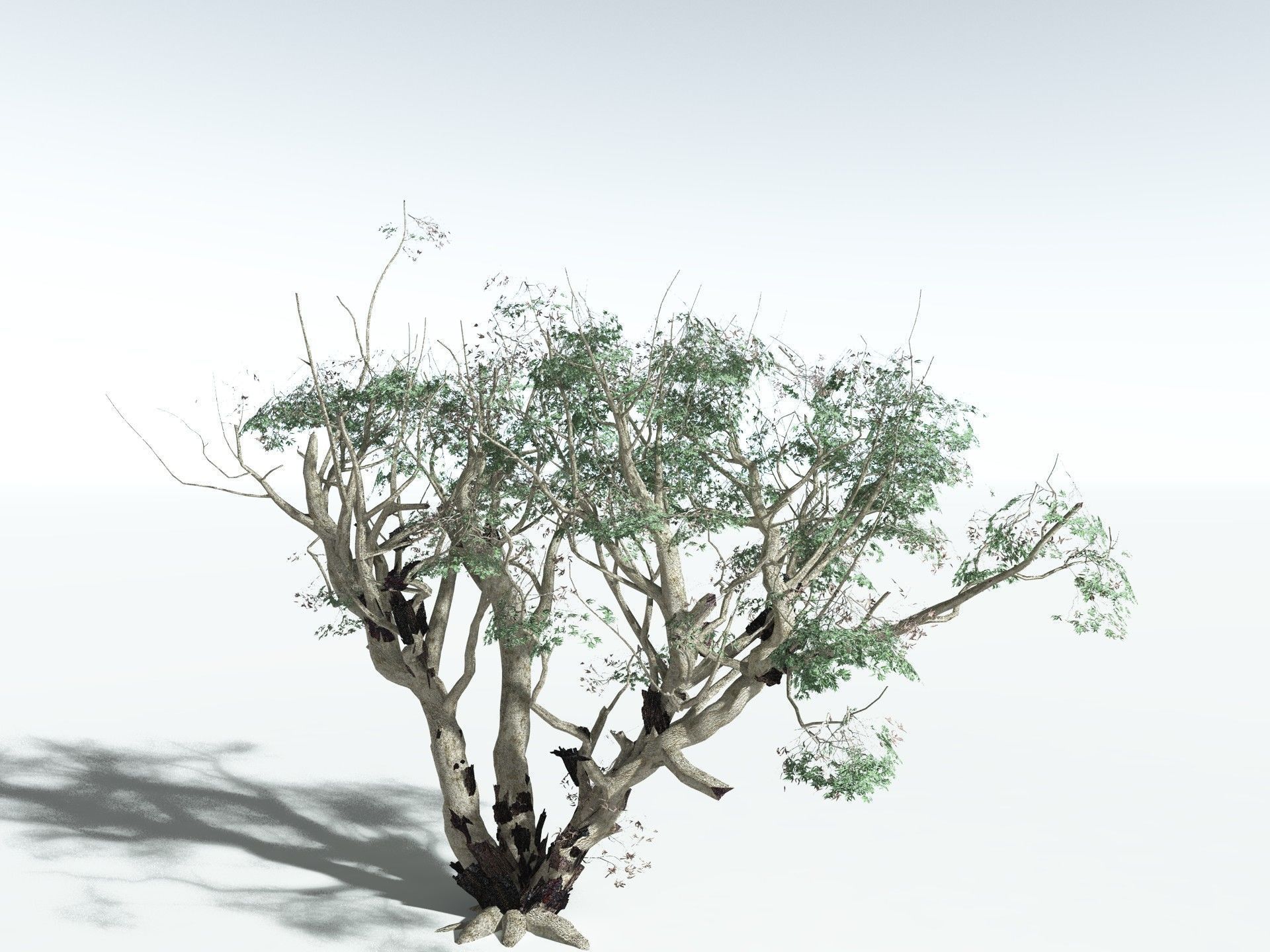 EVERYPlant River Redgum LowPoly Low-poly 3D model_14