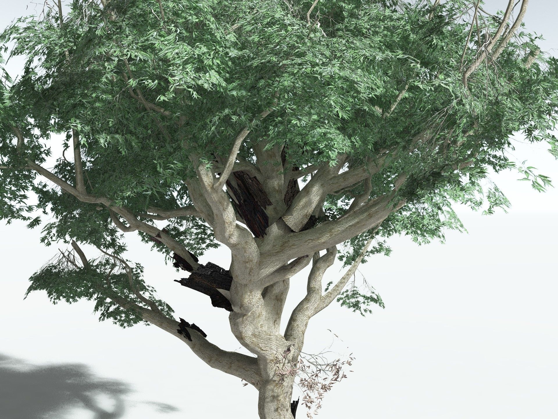 EVERYPlant River Redgum LowPoly Low-poly 3D model_9