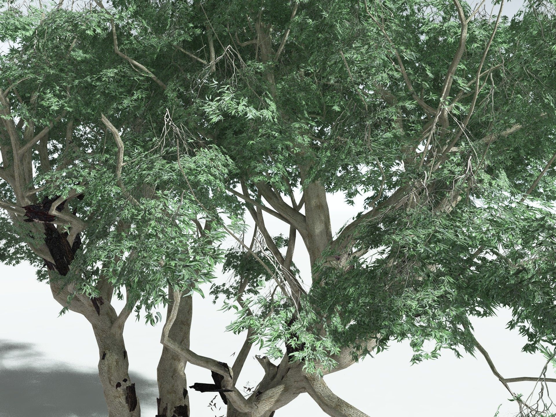 EVERYPlant River Redgum LowPoly Low-poly 3D model_5