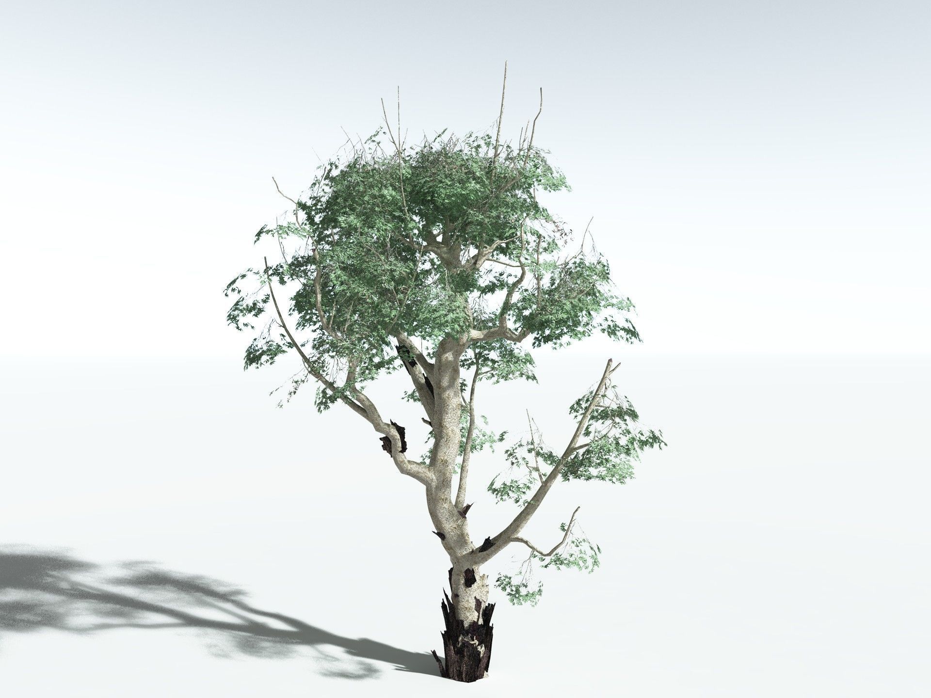 EVERYPlant River Redgum LowPoly Low-poly 3D model_12