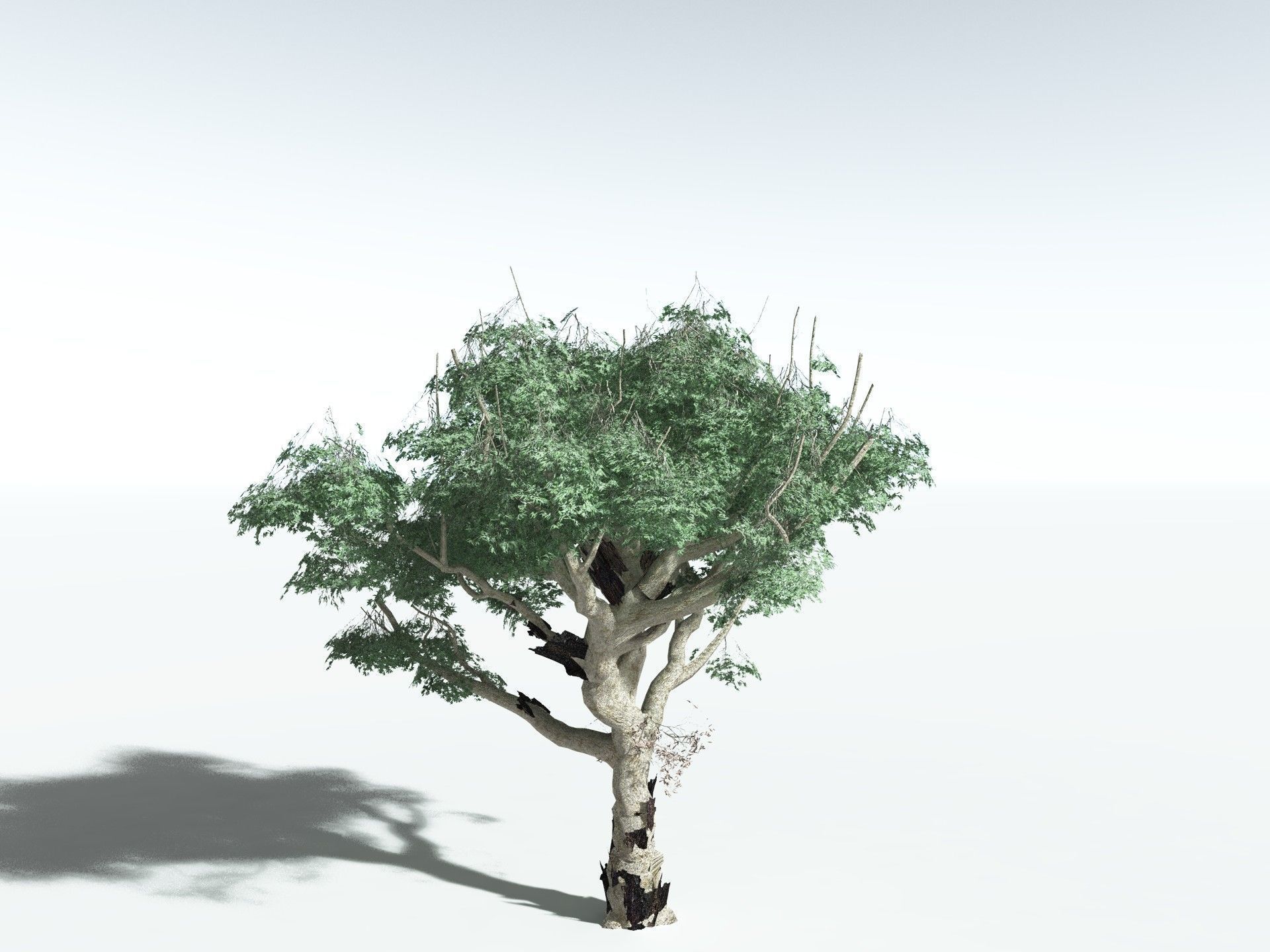 EVERYPlant River Redgum LowPoly Low-poly 3D model_8