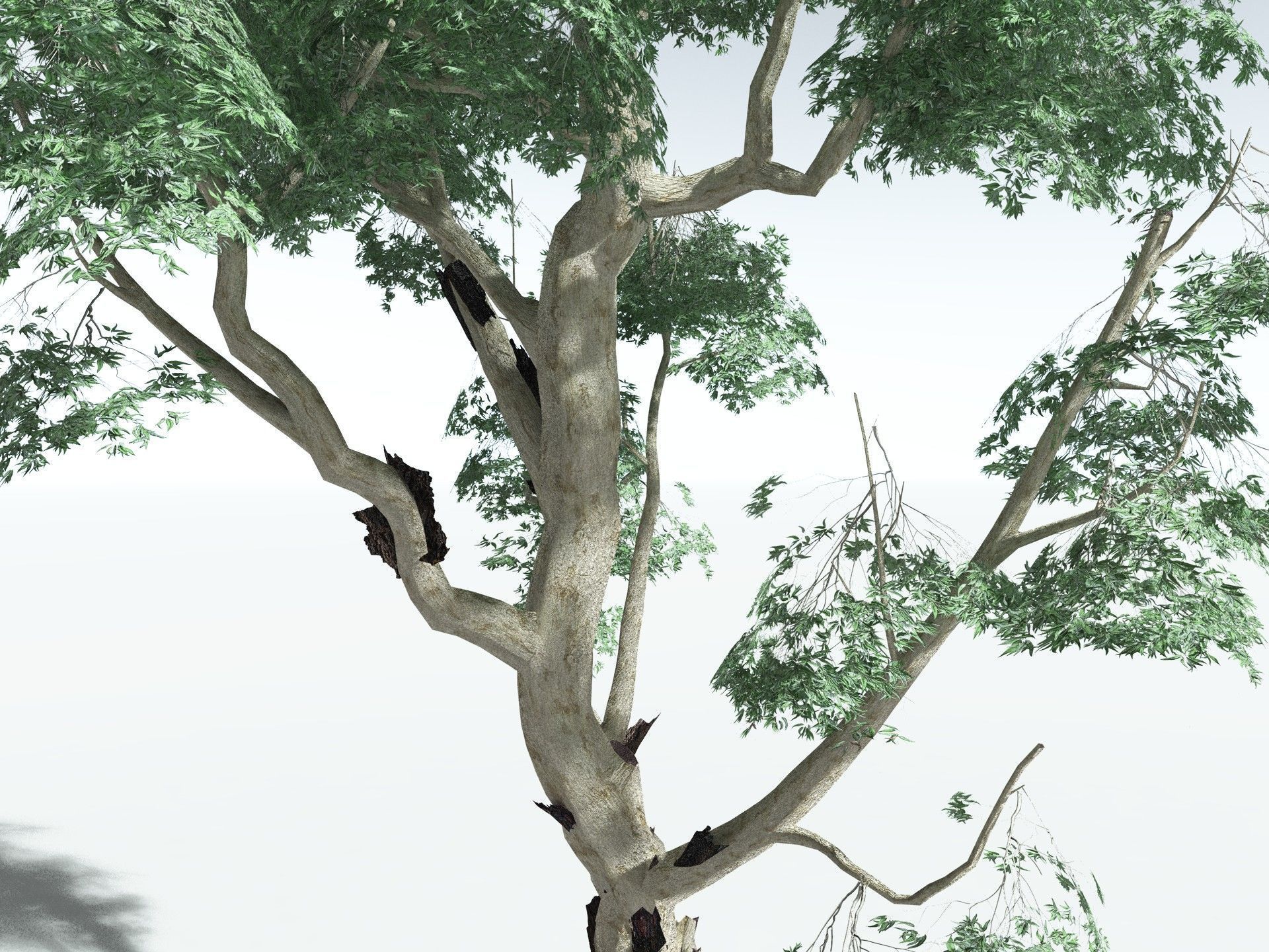 EVERYPlant River Redgum LowPoly Low-poly 3D model_3