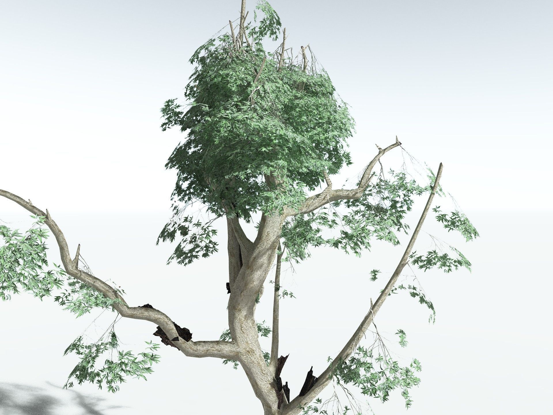 EVERYPlant River Redgum LowPoly Low-poly 3D model_23