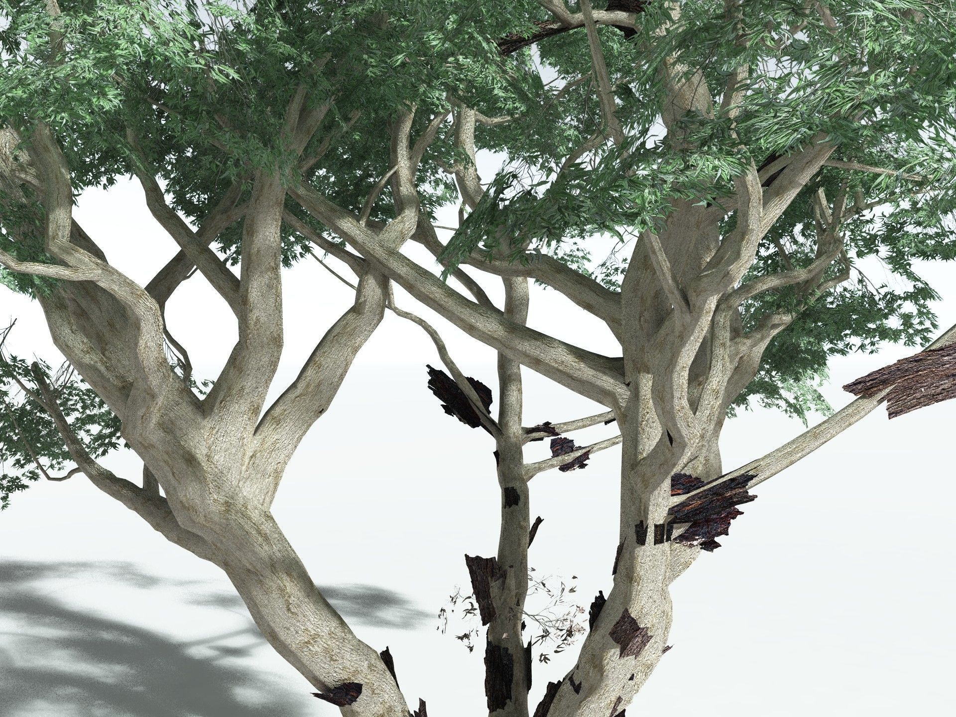 EVERYPlant River Redgum LowPoly Low-poly 3D model_21