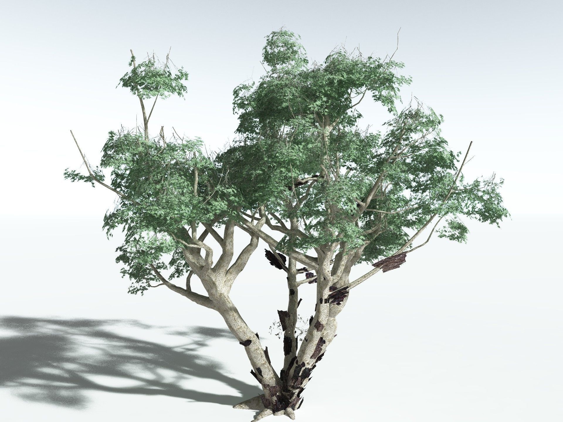 EVERYPlant River Redgum LowPoly Low-poly 3D model_20