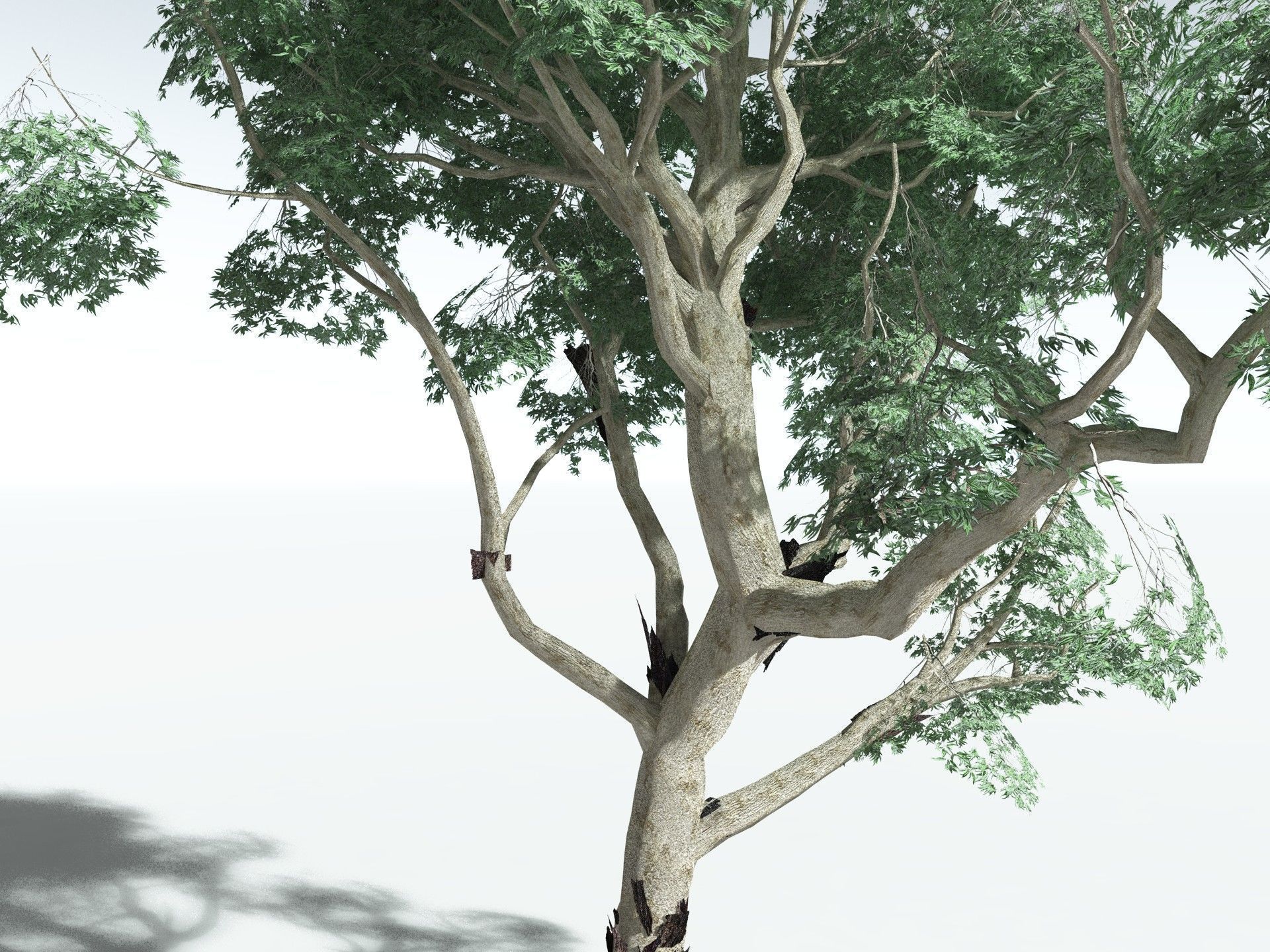 EVERYPlant River Redgum LowPoly Low-poly 3D model_7