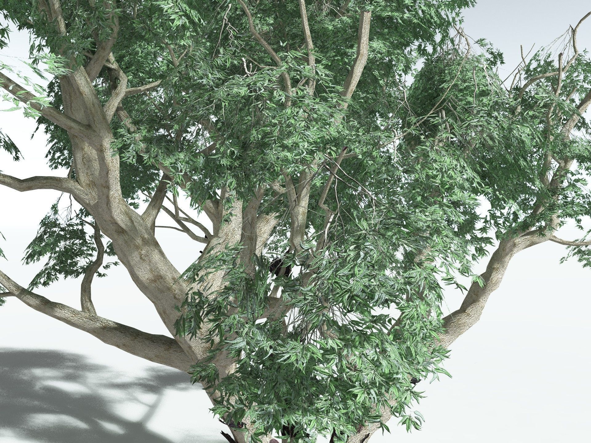 EVERYPlant River Redgum LowPoly Low-poly 3D model_11