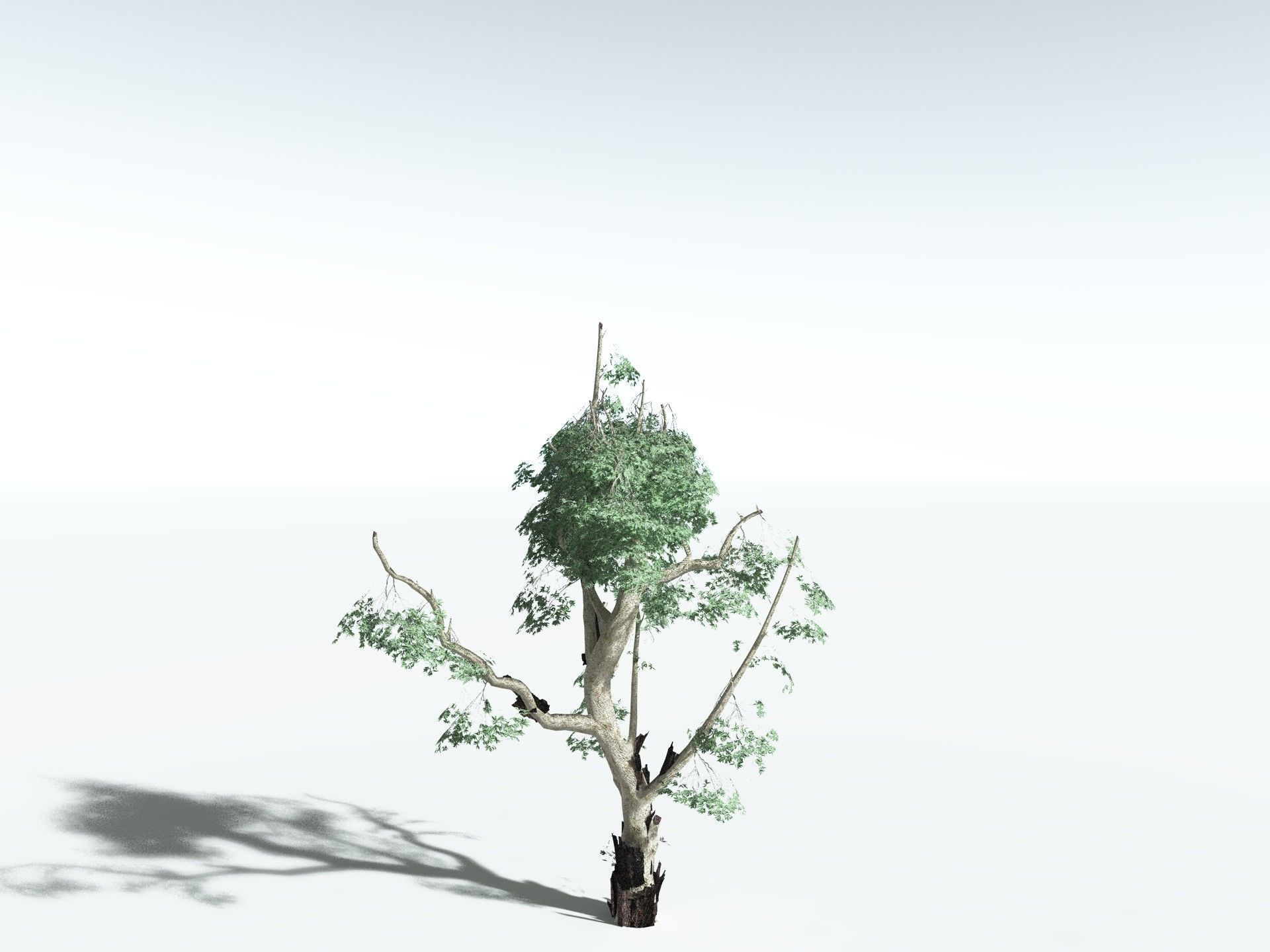 EVERYPlant River Redgum LowPoly Low-poly 3D model_22