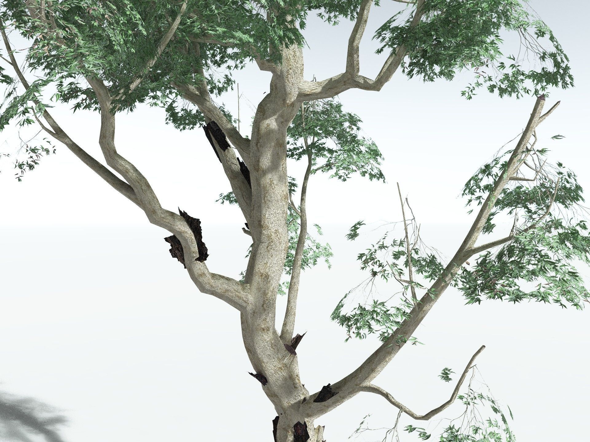 EVERYPlant River Redgum LowPoly Low-poly 3D model_13