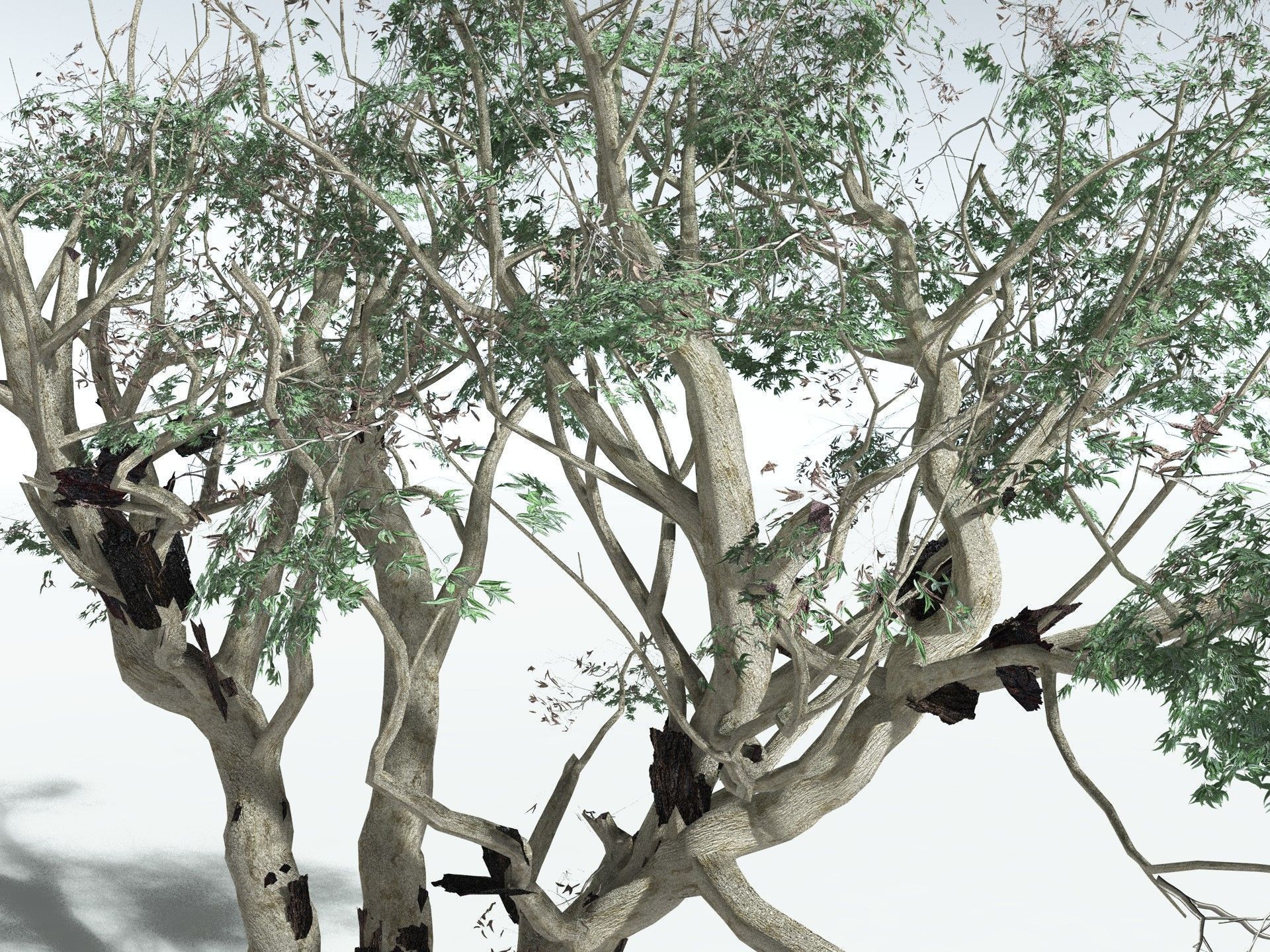 EVERYPlant River Redgum LowPoly Low-poly 3D model_15