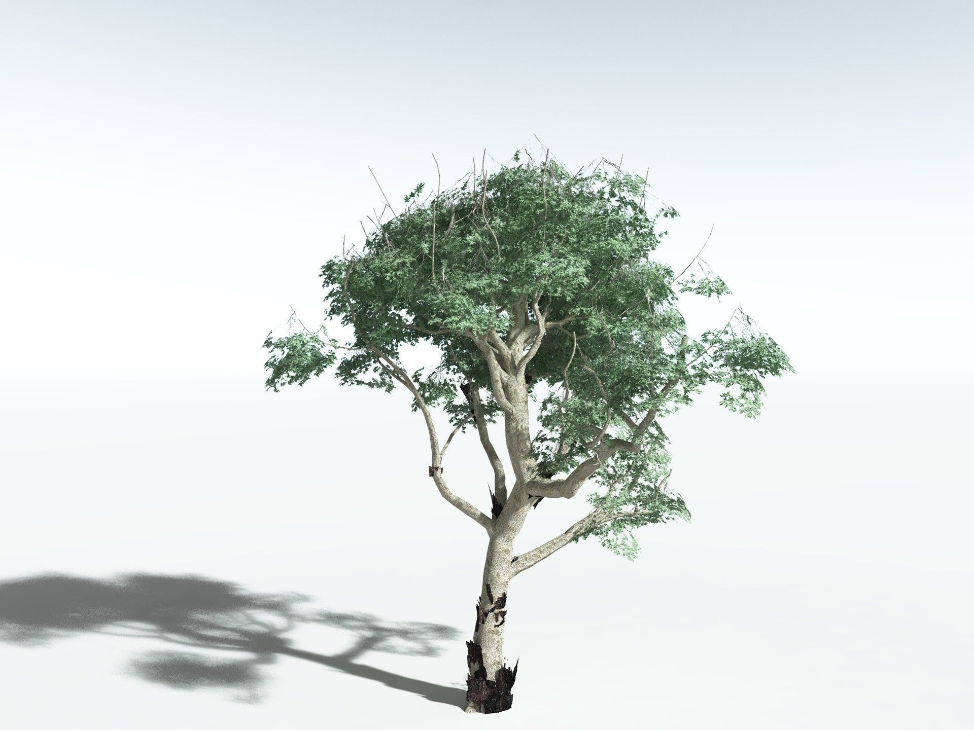 EVERYPlant River Redgum LowPoly Low-poly 3D model_6