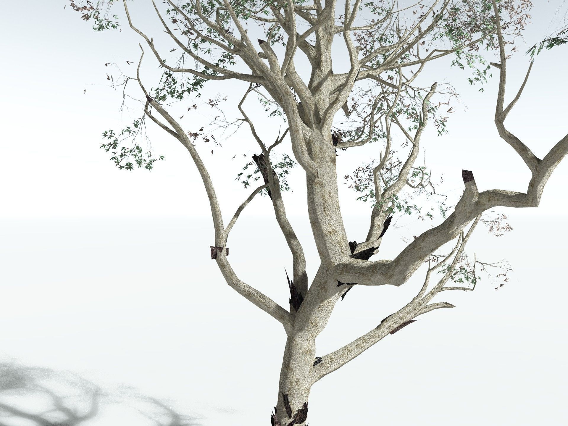 EVERYPlant River Redgum LowPoly Low-poly 3D model_17