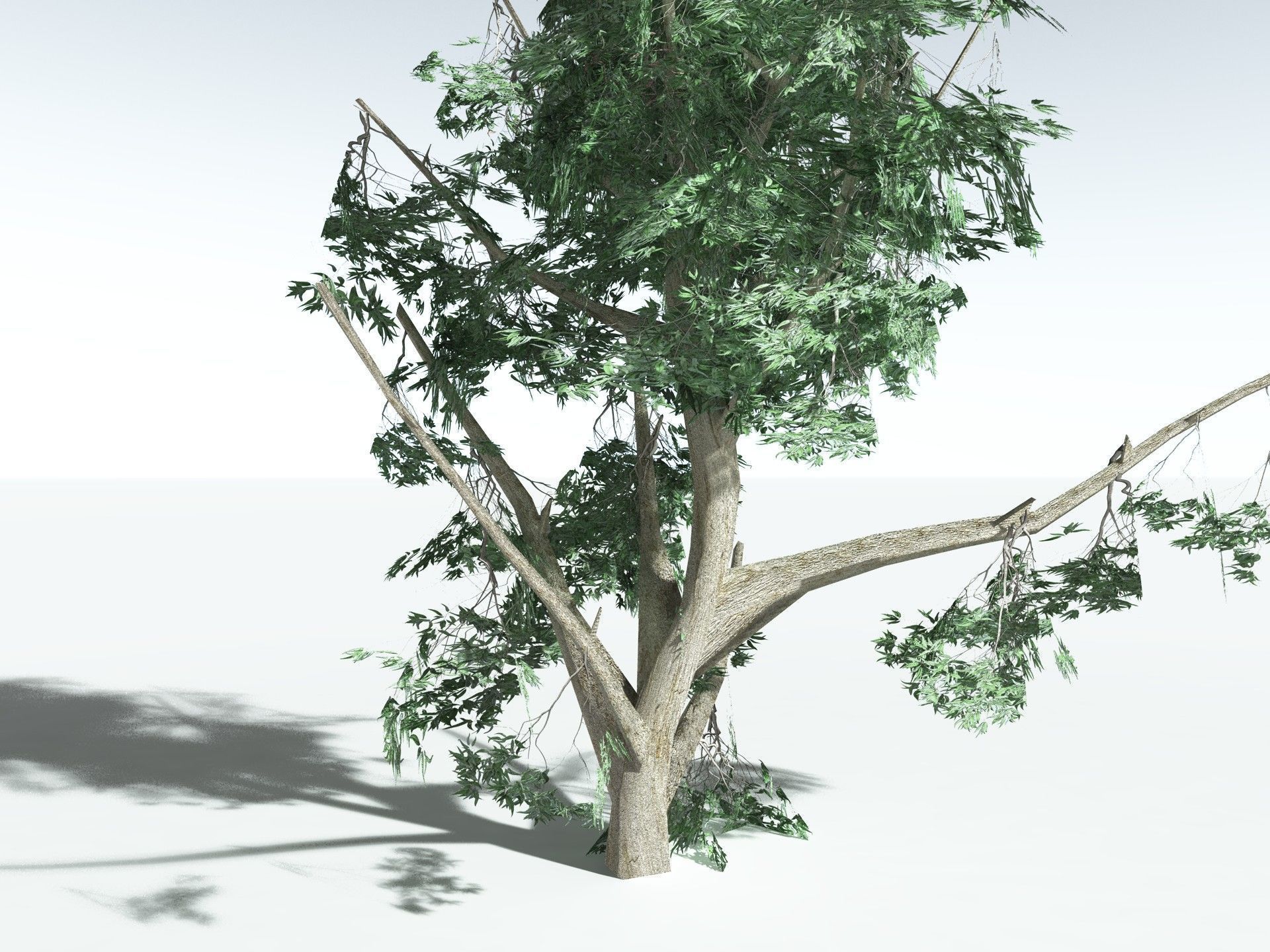 EVERYPlant River Redgum LowPoly Low-poly 3D model_27