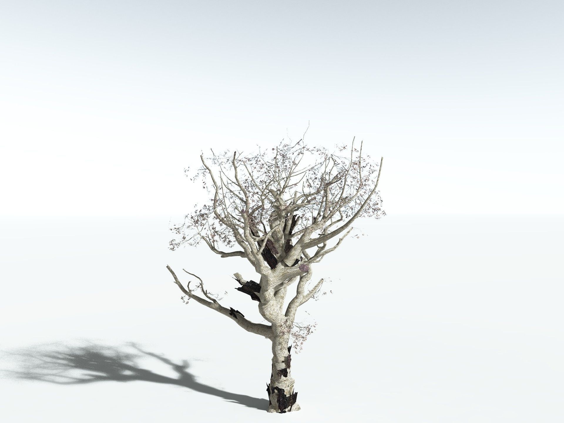 EVERYPlant River Redgum LowPoly Low-poly 3D model_18