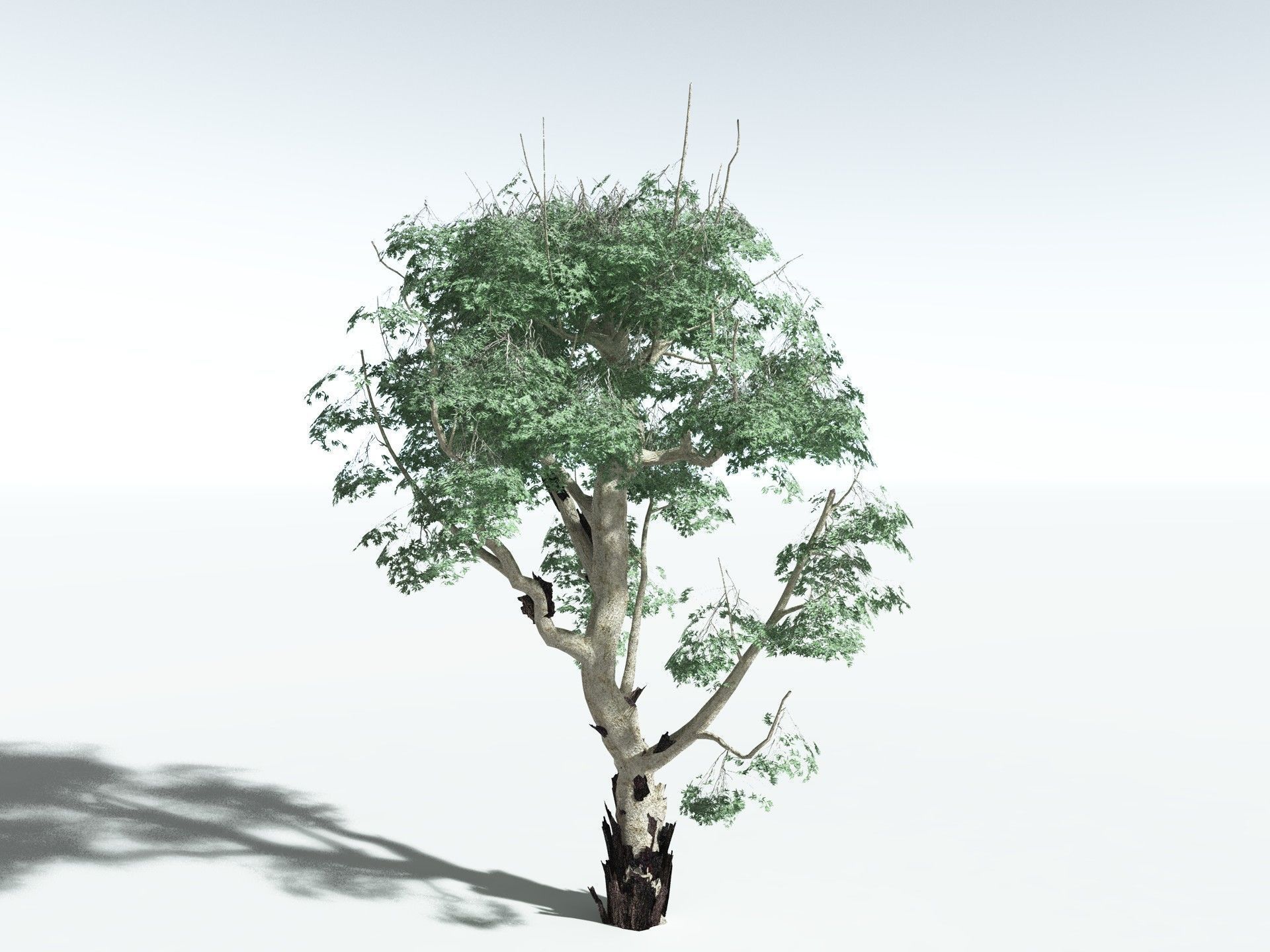 EVERYPlant River Redgum LowPoly Low-poly 3D model_2