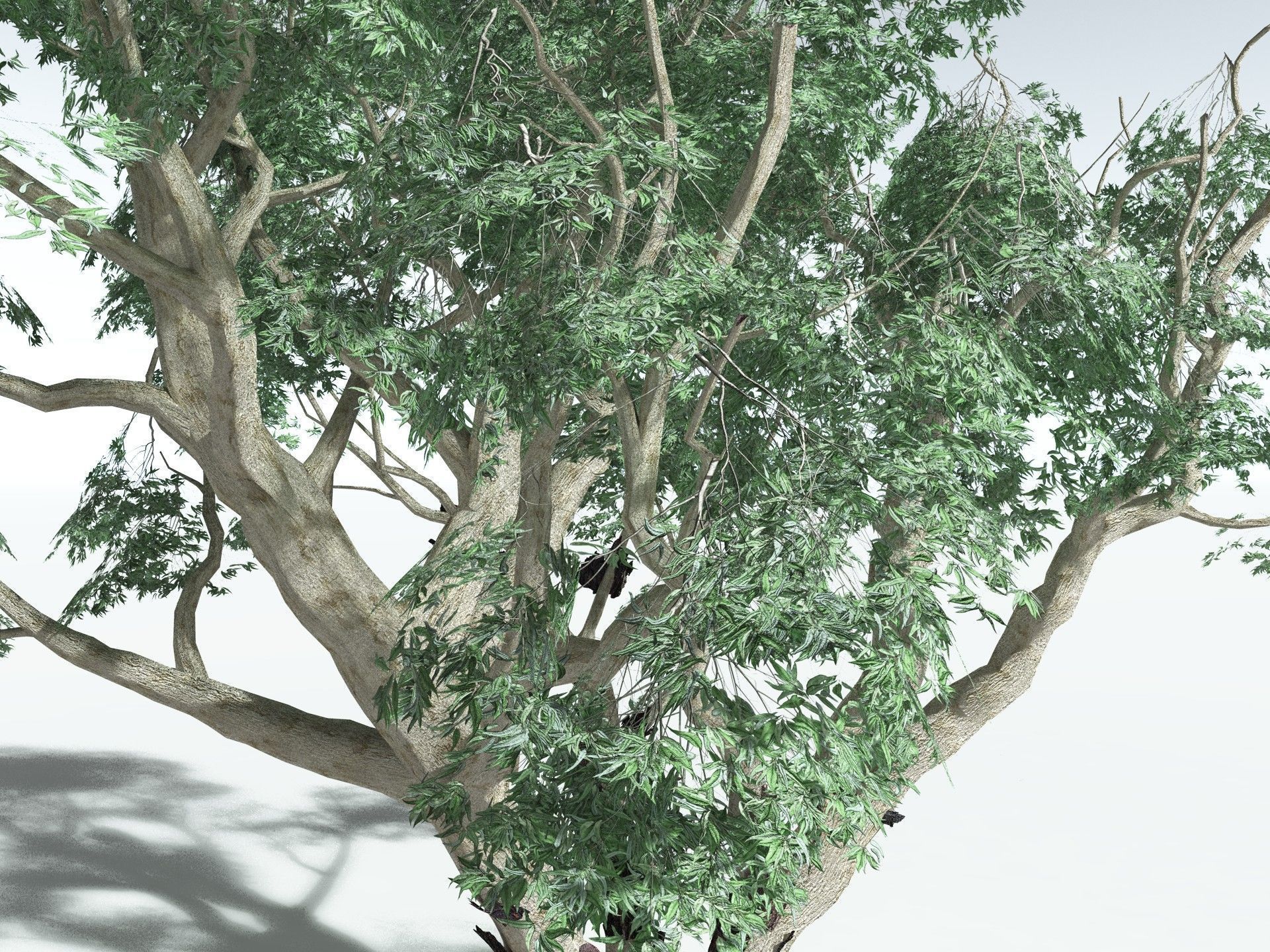 EVERYPlant River Redgum LowPoly Low-poly 3D model_1