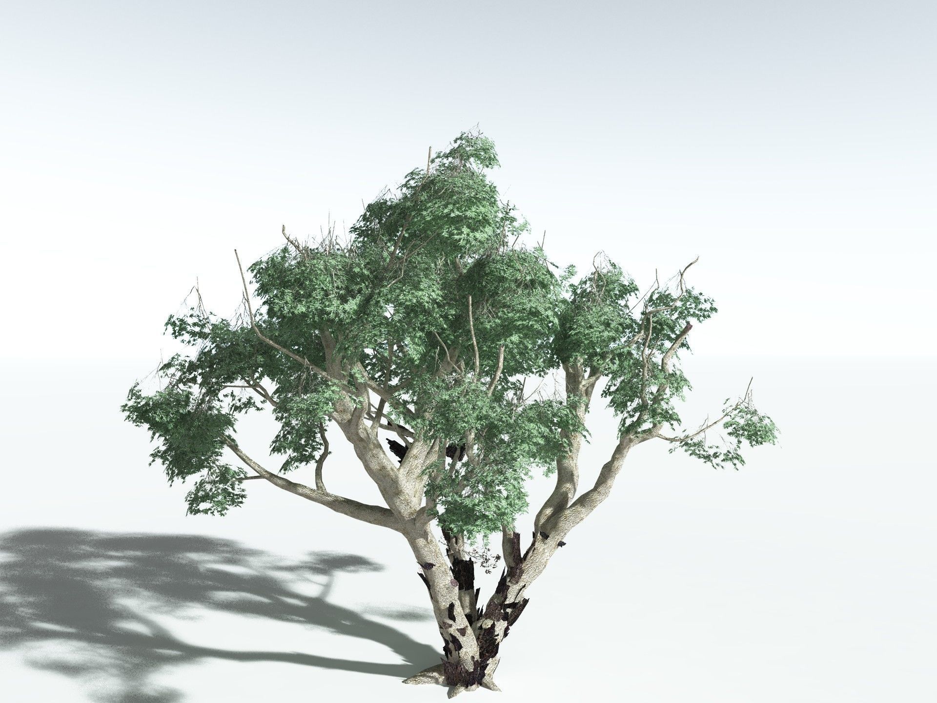 EVERYPlant River Redgum LowPoly Low-poly 3D model_10