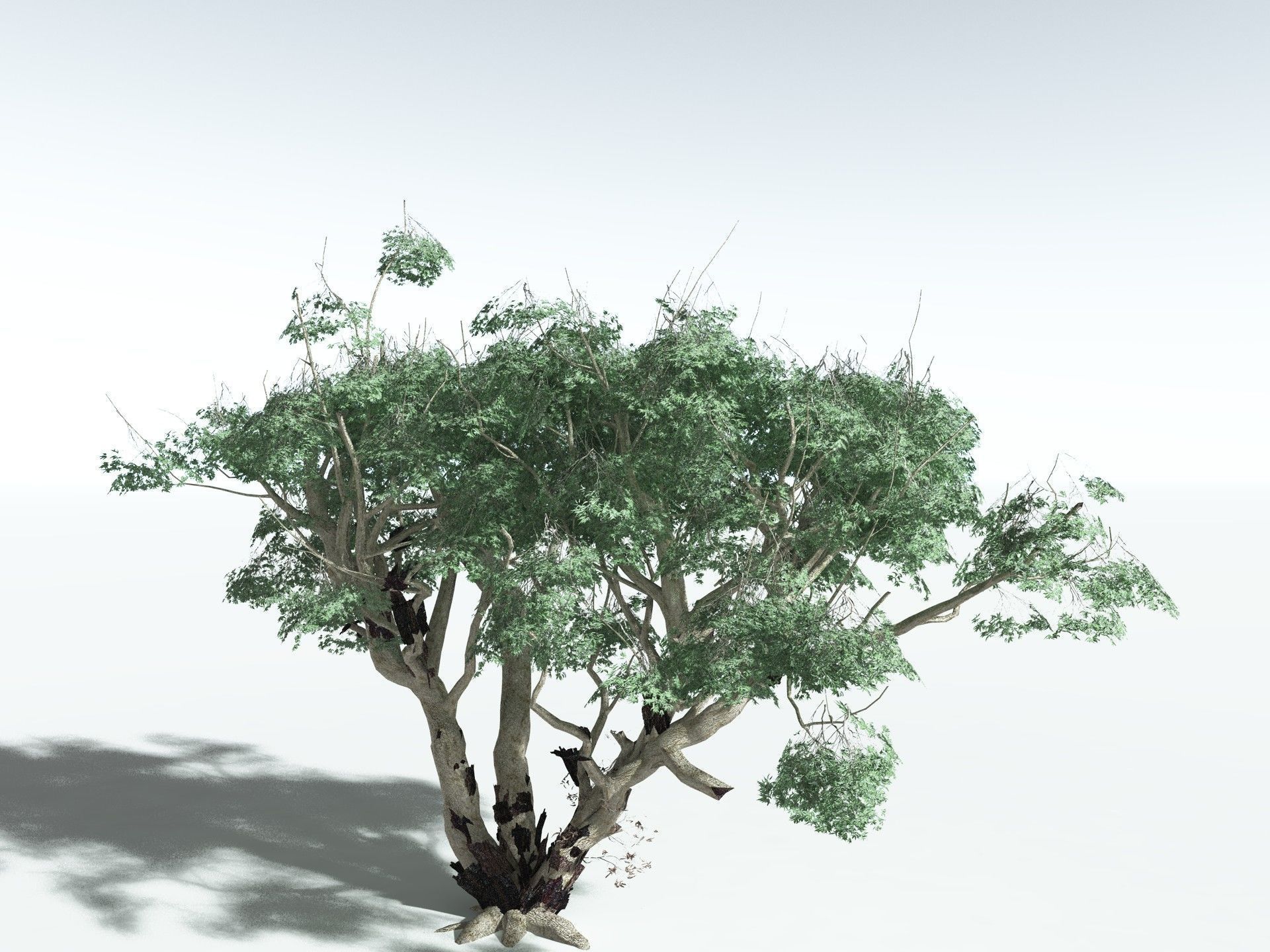 EVERYPlant River Redgum LowPoly Low-poly 3D model_4