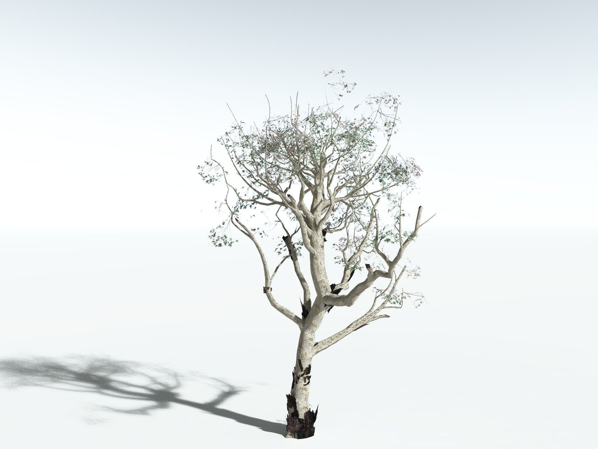 EVERYPlant River Redgum LowPoly Low-poly 3D model_16