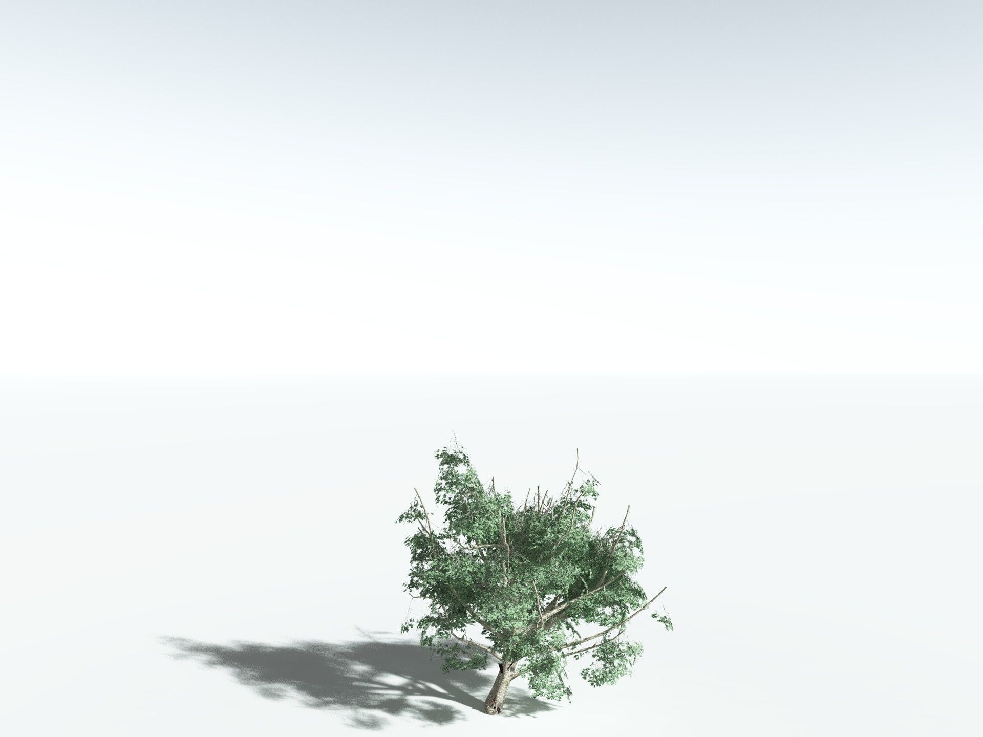 EVERYPlant River Redgum LowPoly Low-poly 3D model_24