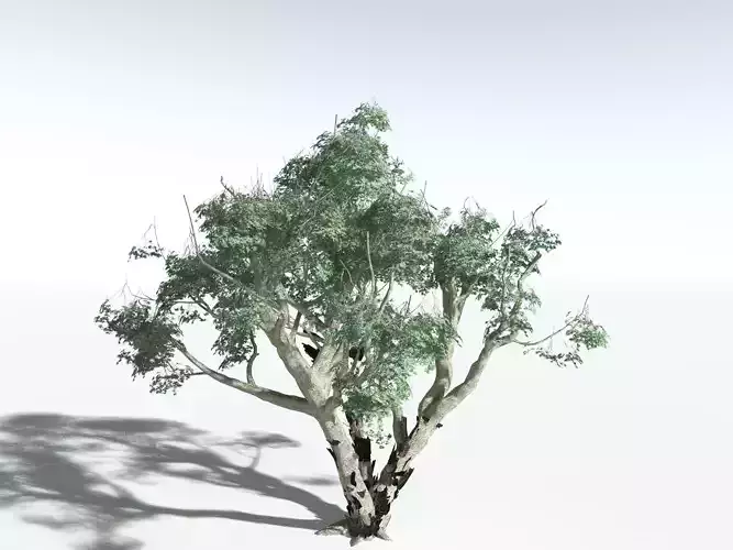 EVERYPlant River Redgum LowPoly