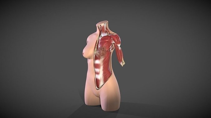Female Torso Muscle STL 3D print model