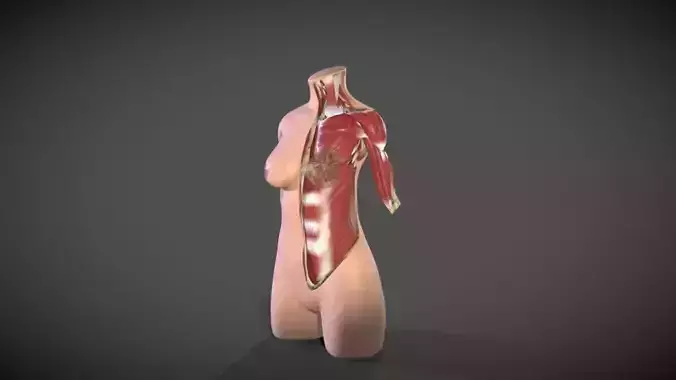Female Torso Muscle STL