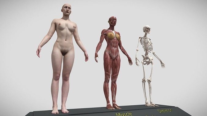   female  human female  STL 3D print model