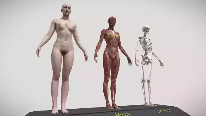   female  human female  STL