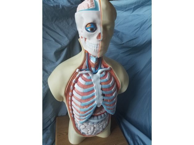 Human Anatomy Torso Model  3D print model_6