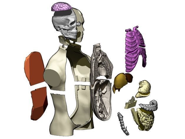 Human Anatomy Torso Model  3D print model_13