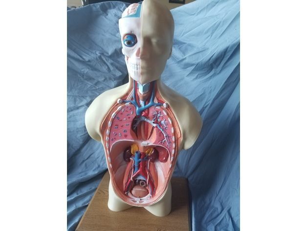 Human Anatomy Torso Model  3D print model_3