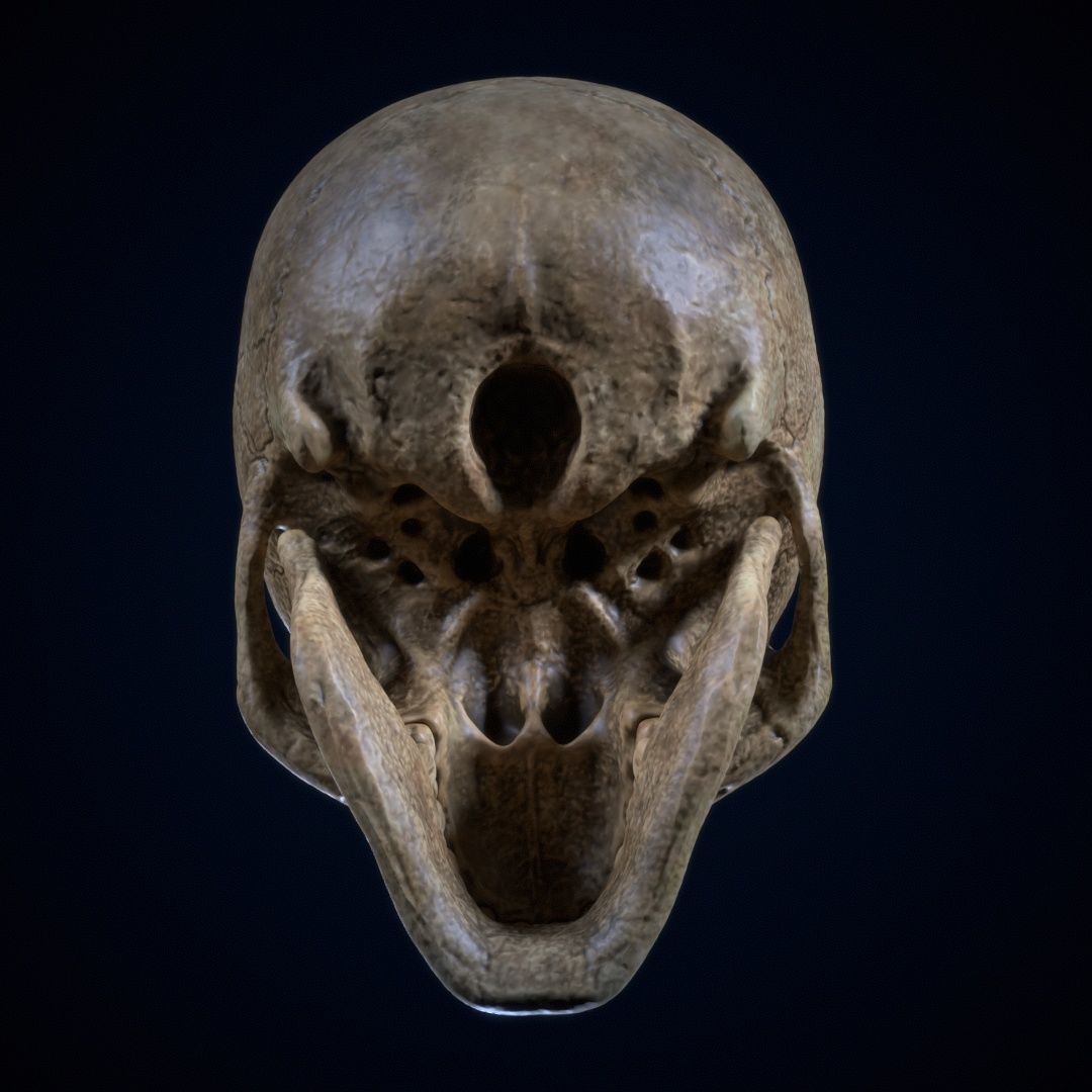 Skull Human Free 3D print model_5