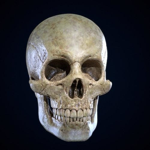 Skull Human Free 3D print model