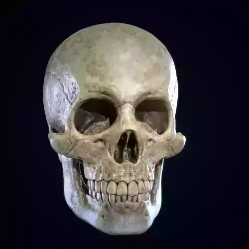 Skull Human