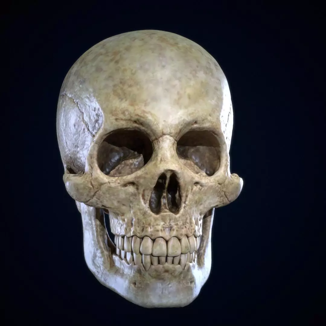 Skull Human Free 3D print model_0