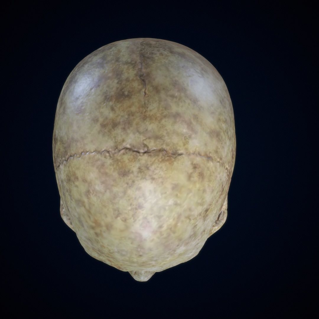 Skull Human Free 3D print model_3