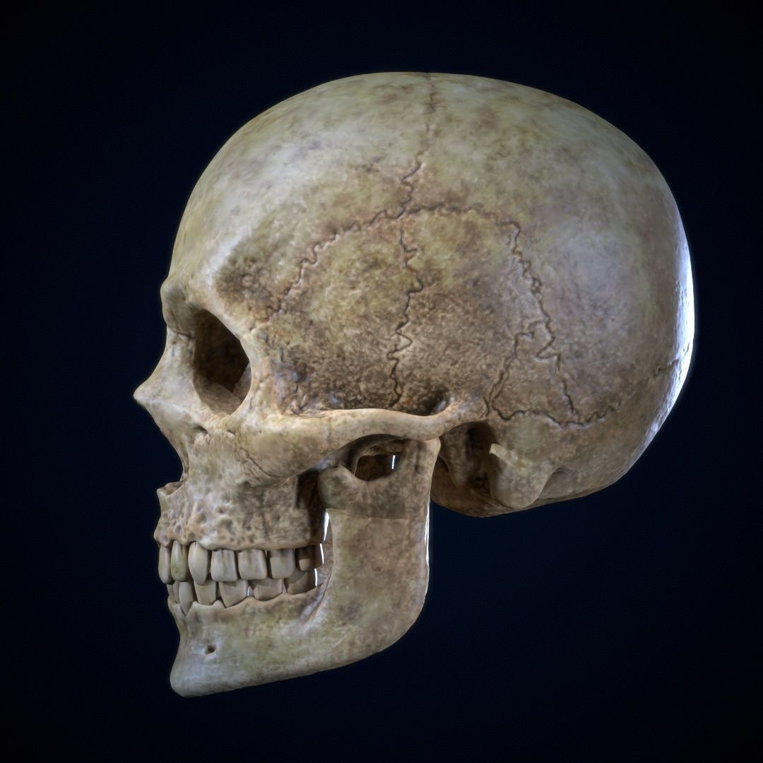 Skull Human Free 3D print model_1